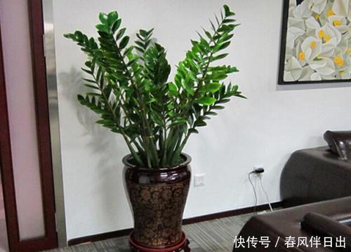 净化空气|客厅养花选它,寓意美好养护简单,越养越值钱,值得拥有!