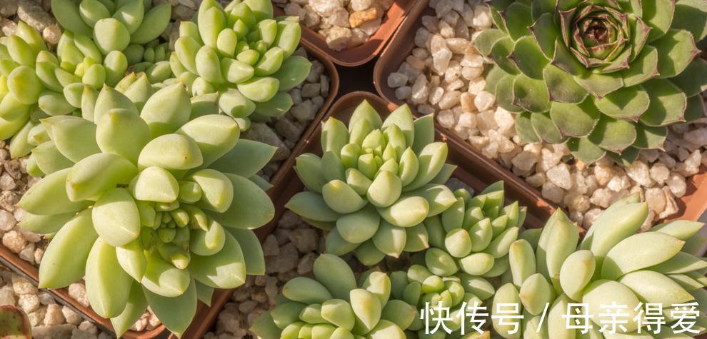 网购带土球多肉植物请不要直接栽,修根晾根不能省,根好多肉壮