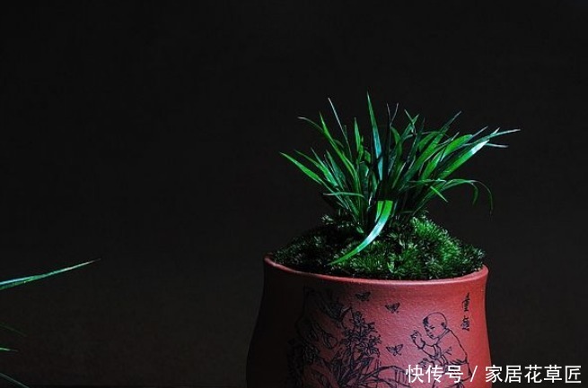 成活率|菖蒲养得太拥挤?教你“分株繁殖”的方法,成活率高长得更好