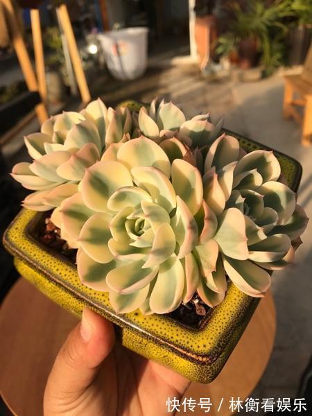 肥料|多肉不能随便养,挑这3个品种,三五年成老桩,价值涨了不少