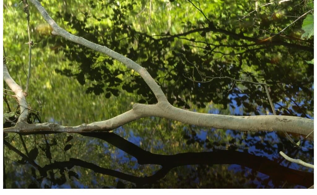 珍惜@才子在山中读书有所悟,还写了一首哲理诗,被无数人奉为至理名言