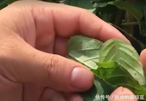 野草|农村的这种野草叫做“鸡屎藤”，原来它浑身都是宝，赶紧认识下