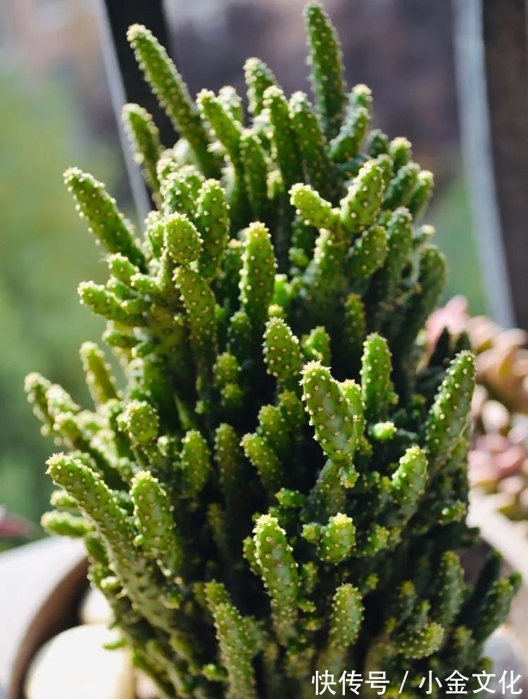 以阳光为滤镜,蓝天为背景,期待拥抱春天,拥抱自然!