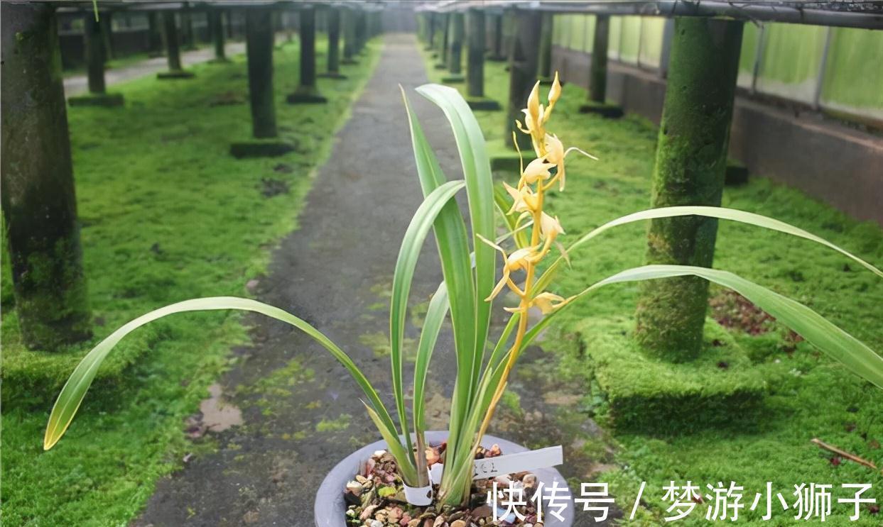 花瓣|此兰实属罕见,开品大气,花瓣通体金黄,兰香扑鼻,不养真亏