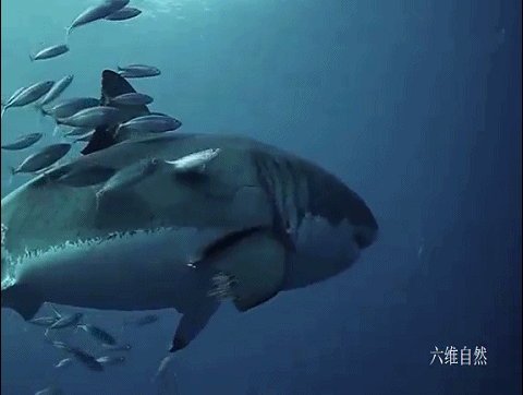大白鲨 南非拍摄到一条迷人的大白鲨,吸引鱼群帮其去除角质,就像在鱼疗