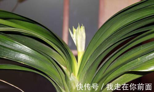 君子兰还不开花,怎么办用1招,顺利长出14片叶,开花爆盆