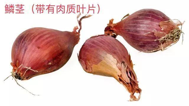 仙客来|想要养好球根花卉,这4点要注意,赶紧学起来,每年都可以开花