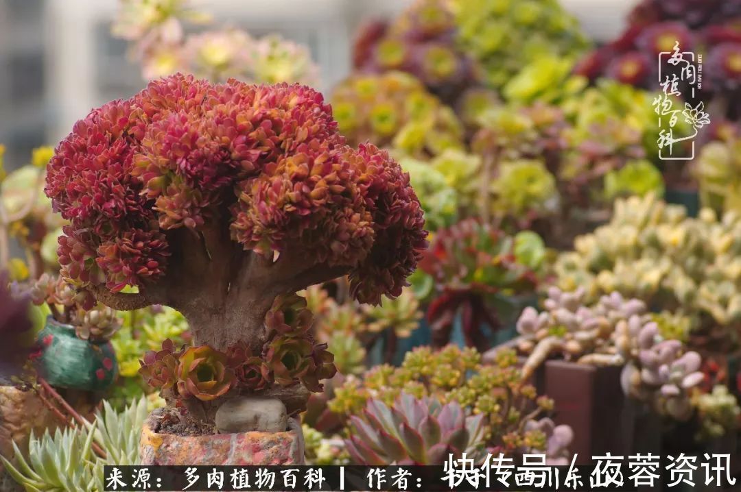 夏天|夏天日晒雨淋，秋老虎来势汹汹，你的多肉准备好逆袭了吗