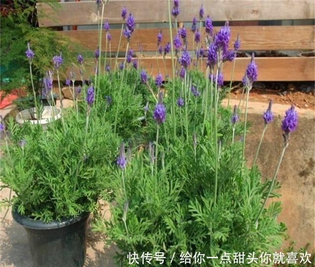 薰衣草|4种“香水花”，选一种养家里，晒晒太阳，满屋香水味，又香又美