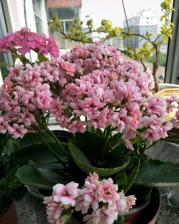 公认好养的“五种花”,漂亮又大气,还能养成老桩,越养越有价值