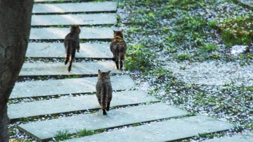 顾村公园赏樱·诗词｜绚烂当属樱花，七日洒遍苍穹