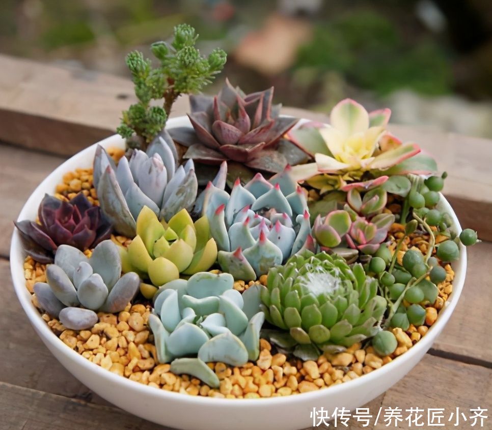 养多肉浇水记住3句“口诀”，叶片“胖乎乎”，养出漂亮状态