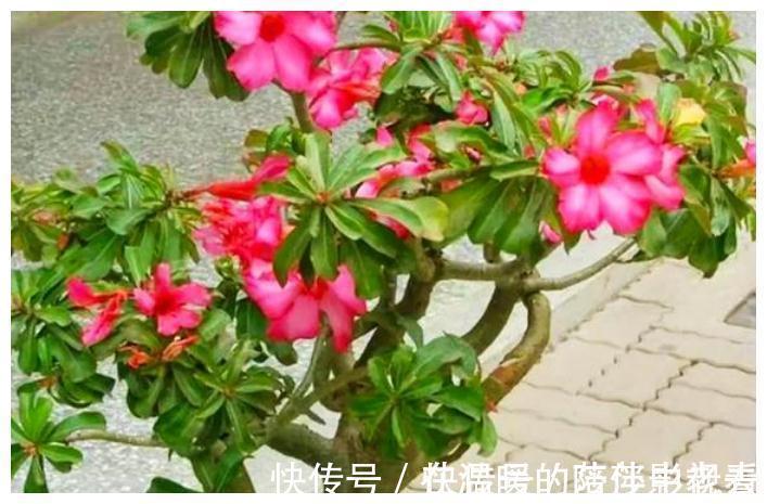 城市人|俗语：“花旺人不旺”，是什么意思，家里任何花都不能养？