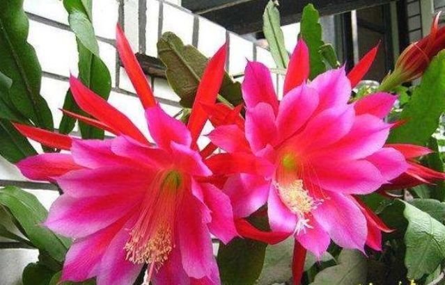 家里养这几款植物,养护简单,花期还很长,花香飘满屋!