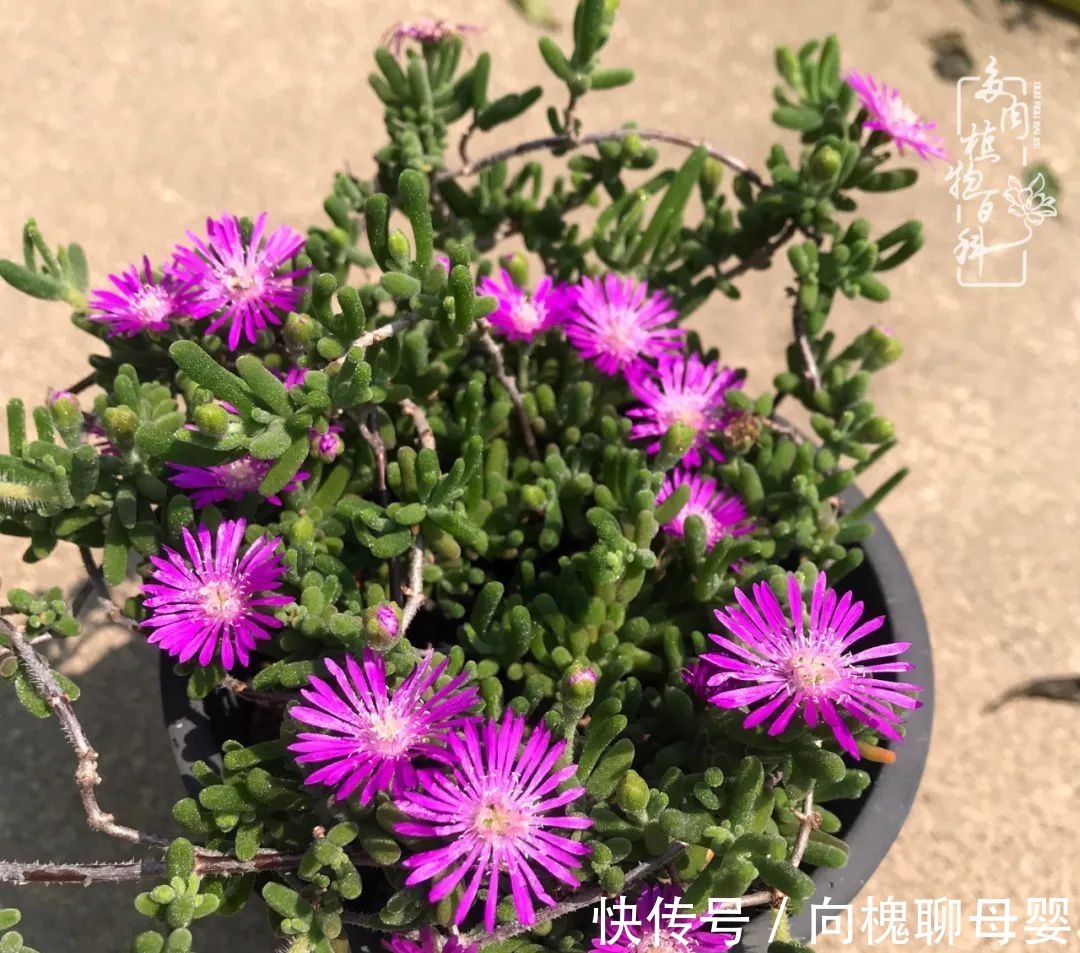 一种爱好就是一种境界,养花养多肉可以培养一个人的心境!