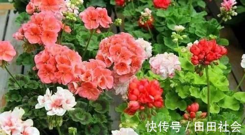秋季|此“花”能开三季，鲜艳漂亮花期长，阳台养一盆，看花200天