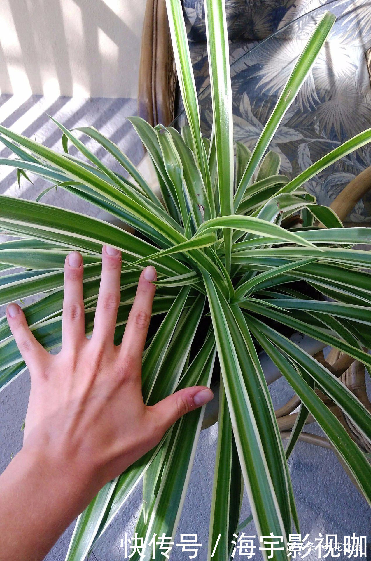 两个月|吊兰剪下来的侧枝,养两个月根系就长满盆,逼着我给它换盆