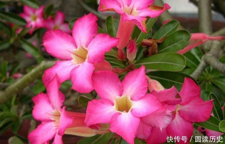 4种花号称贵族花,尊贵大气,开花时如梦如幻