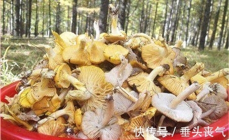 黄香菇|心脏不好的人，多吃“2黄”，心脏会越来越好