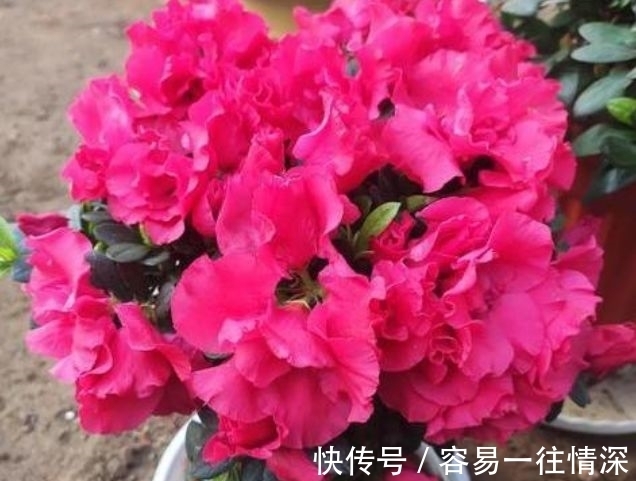 万年青万年青|4种花养了就爆盆,花开富贵华丽,多姿多彩,南北方都可养!