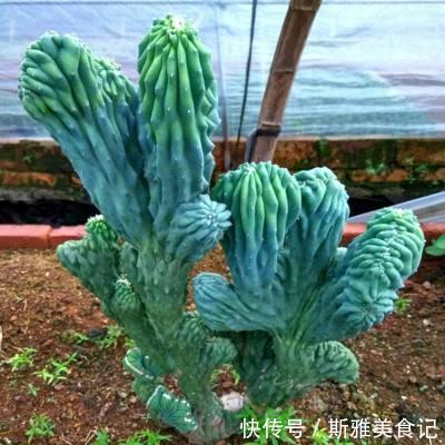 此3种花,年轻人都说丑,多养几年,越来越气派,价值能翻倍