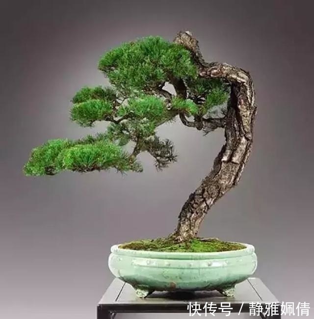 新貌|一组盆景作品欣赏，能达到法严、形美、意放、韵胜才是佳作