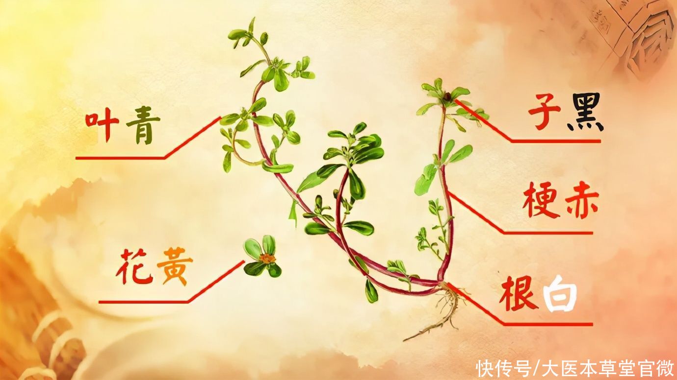 中国传统文化|7月不吃肉,也要吃这菜!被称为“天然抗生素”,常吃对身体好