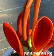 4种高颜值多肉，在家养一盆，好像艺术品，花友：后悔没早点养！