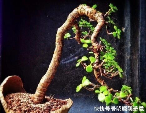 盆景|还养花现在很多人都养这“1种绿植”,枝干一变粗,就值钱了!