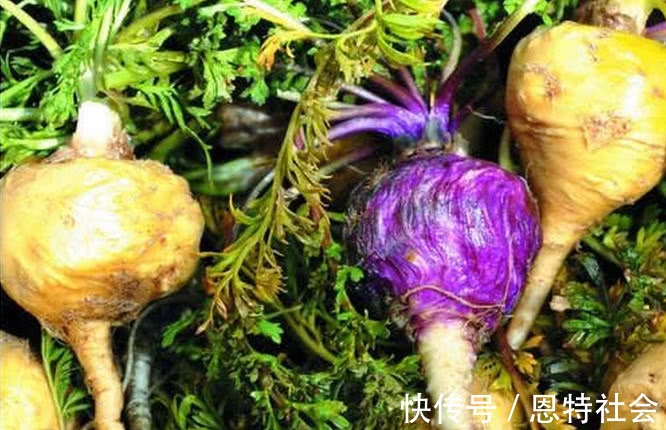 玛卡|此物曾因壮阳效果被炒到千元1斤,云南遍地都是,如今却无人问津