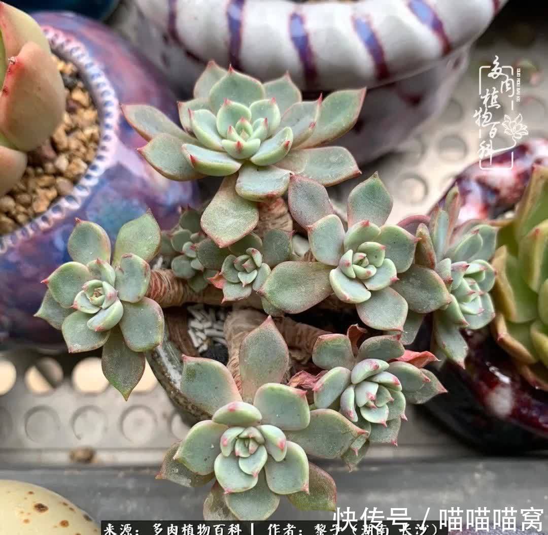 最温暖不过人间烟火,来自逆挂区的多肉!