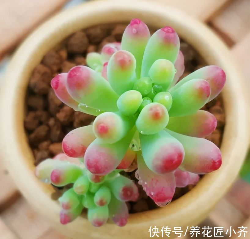 紧凑|想养好多肉,要学会“虐它”,不仅不会干叶,反而植株紧凑状态美