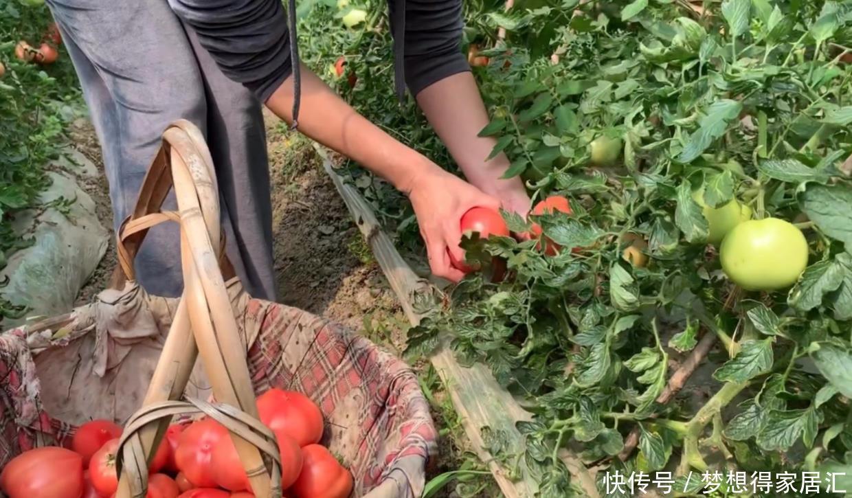 阳台上只会养花?学会这6招,阳台上还能收获硕果累累的西红柿