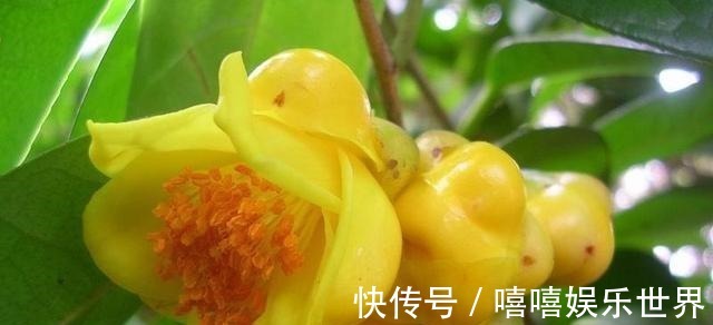 泡水|此茶花为我国独有,被誉为“植物黄金”,通体金黄,有钱难买到!