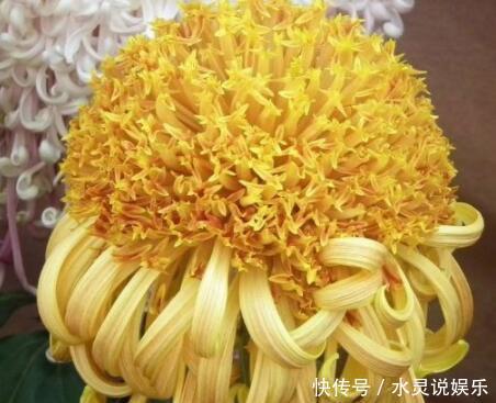 喜欢菊花，不如养盆“菊中珍品”，花开妖娆，花中精灵