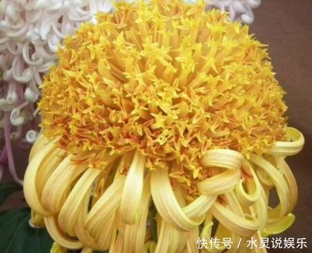 喜欢菊花,不如养盆“菊中珍品”,花开妖娆,花中精灵