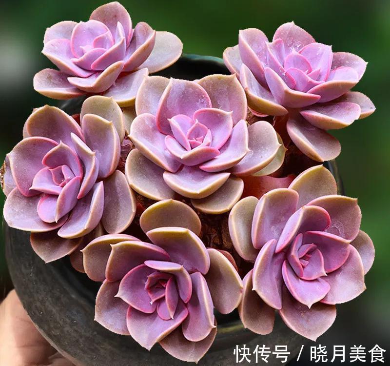 养多肉选择这四种,容易出状态,还好养,价格低到不想买