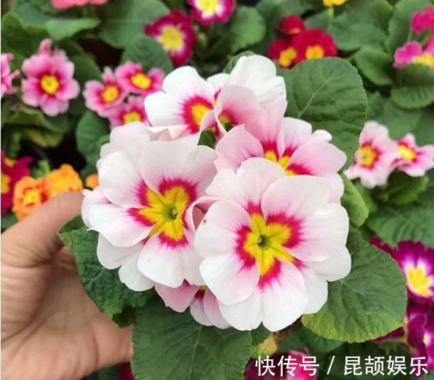 花色|最受欢迎的5种花,花朵娇艳花期长,开花耀眼人人爱,家中必备