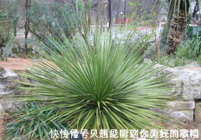 蓝精灵|10种最耐寒的多肉植物,零下了都不会死,新手就养它们吧