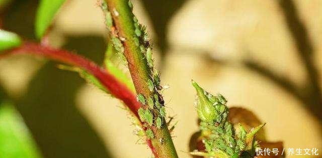 月季花被“蚜虫”包围,喷点“特效”水,来点养花肥,1个月解决!