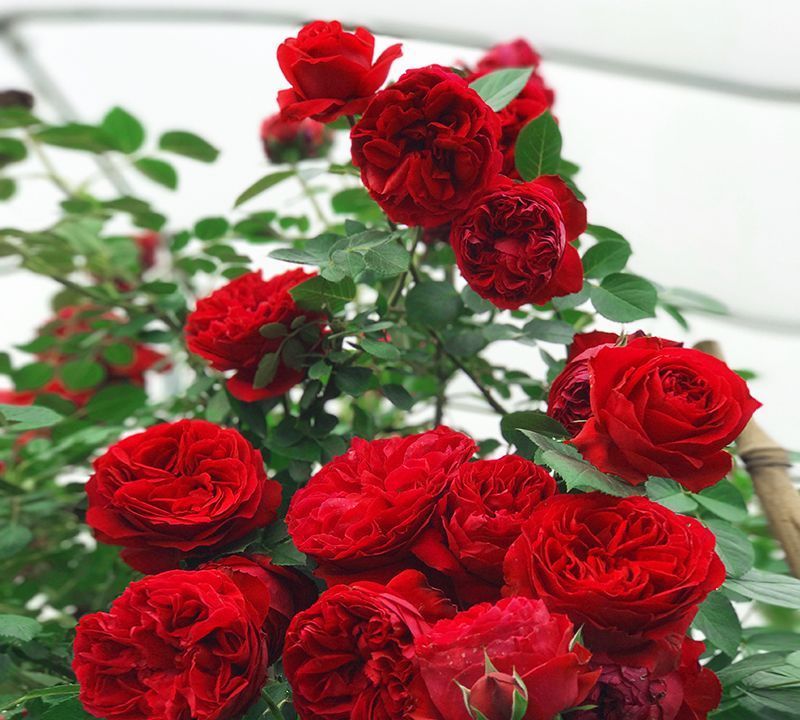 养花试试这款，鲜红色的花有玫瑰圈女王的称号