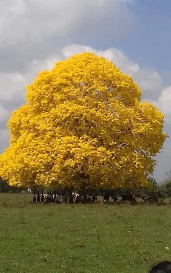 传来|太美了,世界照片今天终于传来,罕见至极,一睹为快