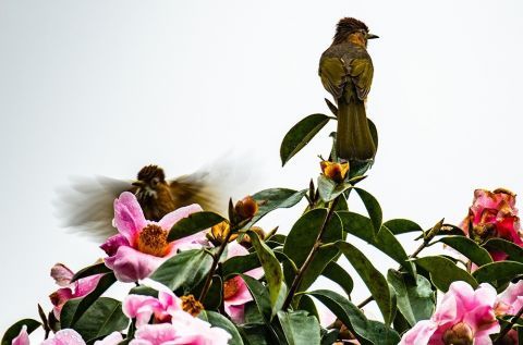 老年|湖南怀化：茶花迎春惹人醉 繁花相伴迎新春