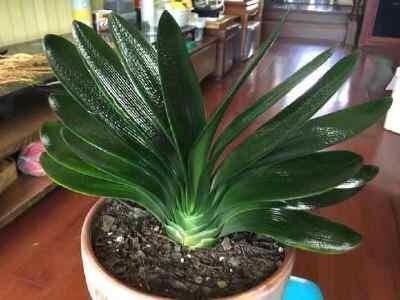 叶片|君子兰,即将“休眠期”,注意3个养护技巧,才能绿油油花苞多!