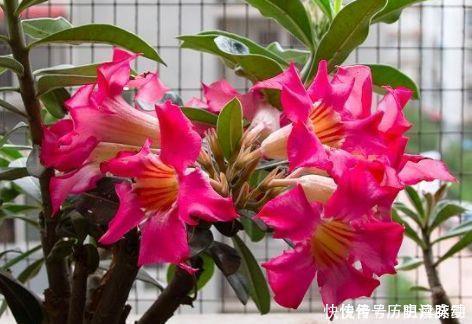 养花|养花养个花期长的,花大色艳,四季繁花似锦,美极了