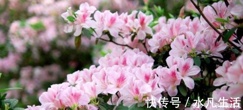 传统节日|韩翃最经典一首诗，整首诗意境优美，同时还充满了深刻的讽刺意味