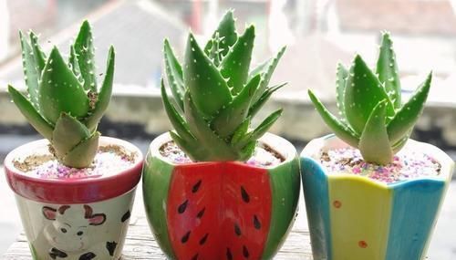 家里万万要养这几种植物,对家人身体健康有益,聪明人一眼就知道