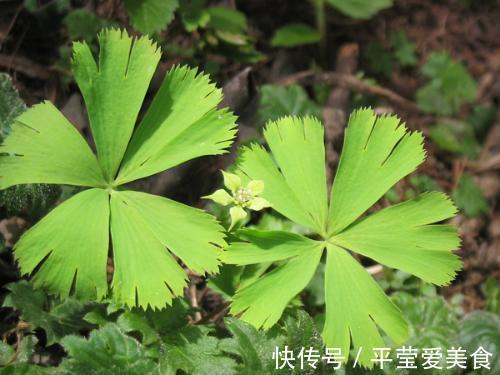 生存|秦岭发现奇特植物，只有一叶一花，很娇弱却从恐龙时代生存到现在