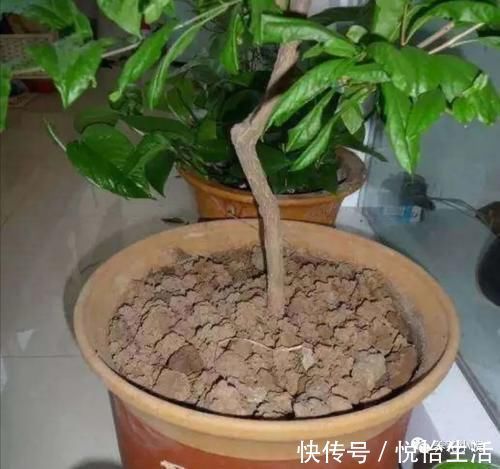 家中养花,别用这3种土,用上长不旺,影响开花