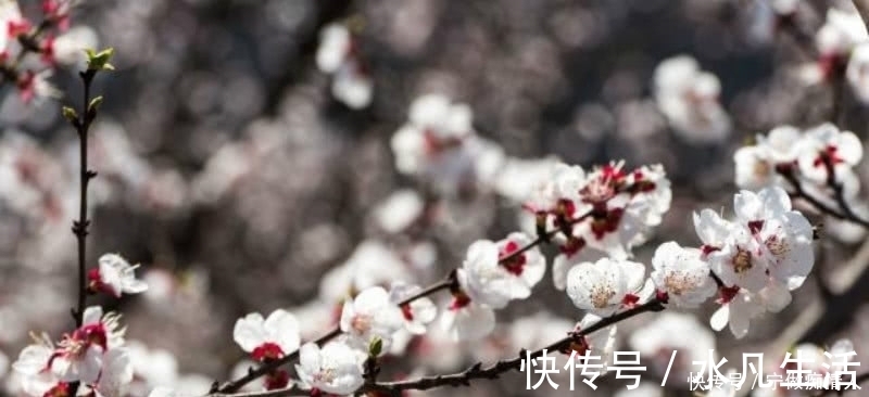 传统节日|韩翃最经典一首诗，整首诗意境优美，同时还充满了深刻的讽刺意味